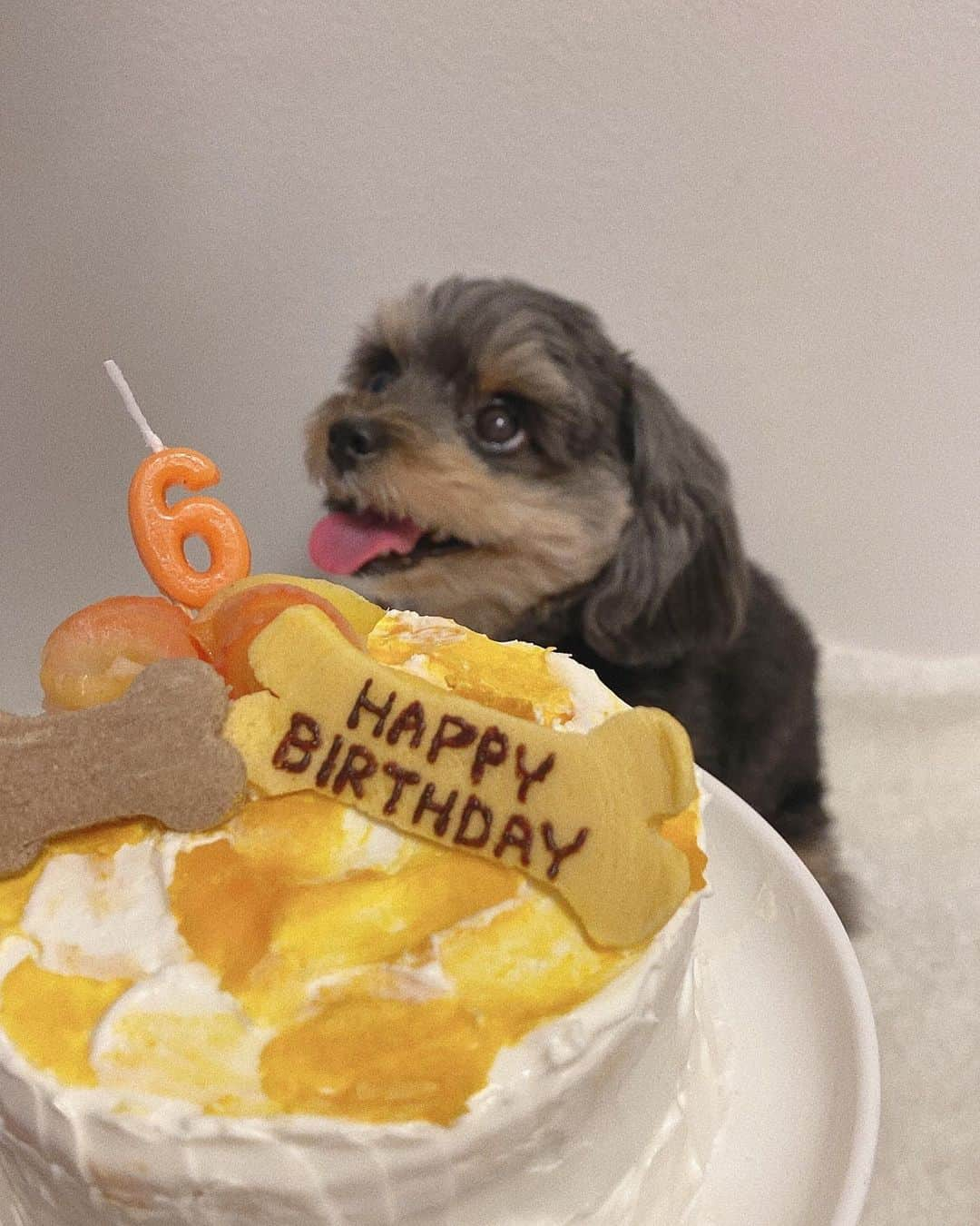 森戸知沙希さんのインスタグラム写真 - (森戸知沙希Instagram)「Happy Birthday☺︎ 　 　  　 愛犬ぽんちゃん6歳になりました🎊 　　 　　 母と一緒にケーキ作った〜🎂 犬用なので完全に素材の味！ 小分けにした分はちゃんと食べてくれて一安心💫  　　　 　　　 　　 　　　  #愛犬  #手作りケーキ  #センイルケーキ  #犬用ケーキ  #愛犬誕生日  #ぽんちゃん  #ぽんず  #6歳  #morningmusume21  #helloproject  #モーニング娘21  #森戸知沙希」10月8日 22時59分 - chisaki__morito.official