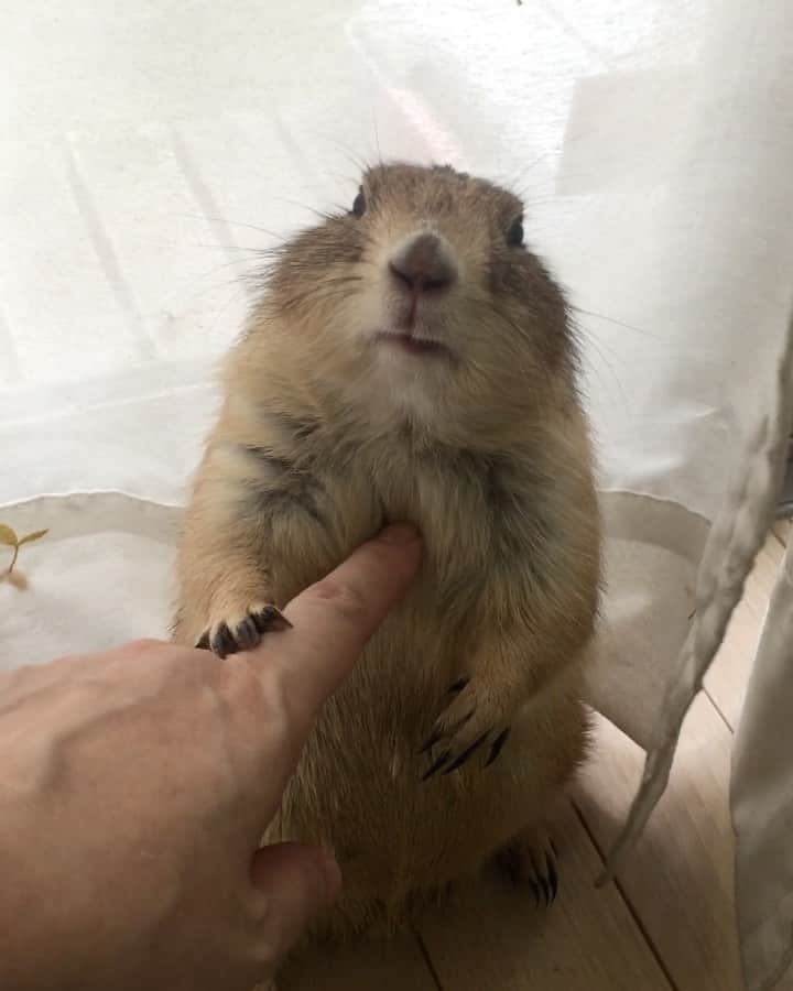 ikaoのインスタグラム：「くんた。Kunta. memories. 思い出動画（2017.10.08撮影） 👆🏻👆🏻👆🏻やめろ！ #prairiedog #プレーリードッグ #ふわもこ部」