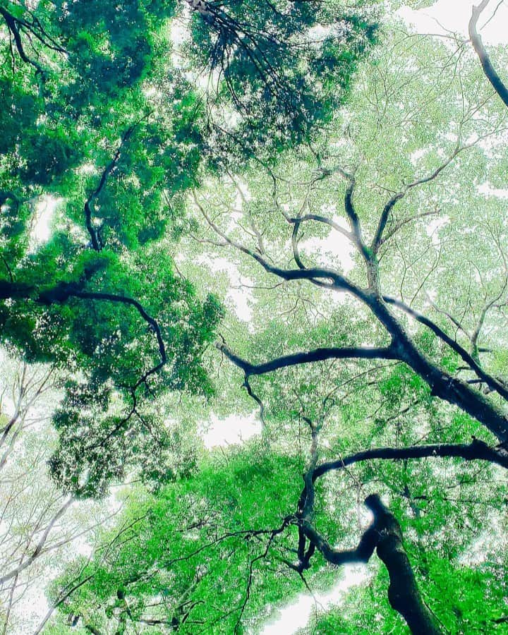 のインスタグラム：「《OhaYOKAN》  今朝の 原宿表参道は曇天なり…☁️  少し靄がかかって どんよりとした朝🌅  朝ラン＆ウォークは快調でした…🏃‍♀️👟  みなさま  笑顔でステキな週末を…💓  本日のコース  🏃‍♀️原宿出発→明治通り→北参道駅→新宿三丁目→ 花園神社→東新宿駅→大久保通り→新大久保駅→ 大久保駅→小滝橋通り→職安通り→新宿中央公園→ 西参道→明治神宮→神宮の杜→原宿終点👟  ※今朝の  『YOKAN散歩』  映像は  明治神宮敷地内にある  『神宮の杜』にて  緊急事態宣言の 解除により通行規制が無くなり  また 自由に森の中を さまよえる様になりましたw…🌳🌲🍃  同じ自然環境でも 代々木公園とは違って　  神宮の杜は ちょっと神秘的で  マイナスイオンや パワーをたくさんもらえます…✨  《ラジオ出演告知》  そして  毎週土曜日は  鎌倉エフエムにて 17:30〜  『YOKANのBrasstic Time』  絶賛放送中…🎙🎧👄🎵📻✨ （スマホ＆ネットからも聴けます📲）  番組詳細＆本日の曲目等は  後ほど アメブロにてお知らせします…🔔  アメブロ 『YOKANのBrassticな生活☆』  https://ameblo.jp/yokanstudio/  ※プロフィールからも行けます  #harajuku #omotesando #tokyo #japan #原宿 #表参道 #morning #朝 #running #walking #朝ラン #ウォーキング #YOKAN散歩 #OhaYOKAN #朝活 #streetart #街角アート #forest #forestofmeijijingu #森林 #神宮の杜 #powerspot #パワースポット#明治神宮 #自然 #森 #tokyocameraclub #インスタ映え #instagram #笑顔でステキな1日を💓」
