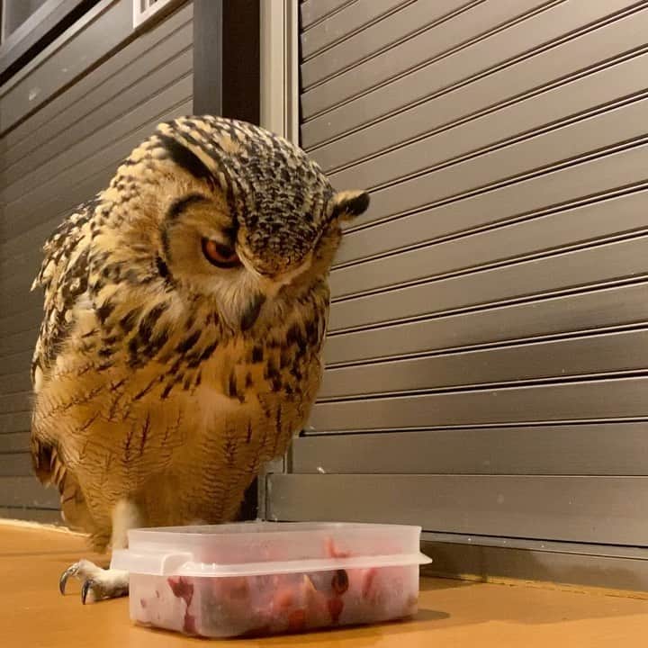 GEN3 Owlのインスタグラム：「最後の一口は誰もいないところでゆっくりいただきます  He wants to enjoy the last bite in the absence of anyone.  #owl #owlgaru #フクロウ」