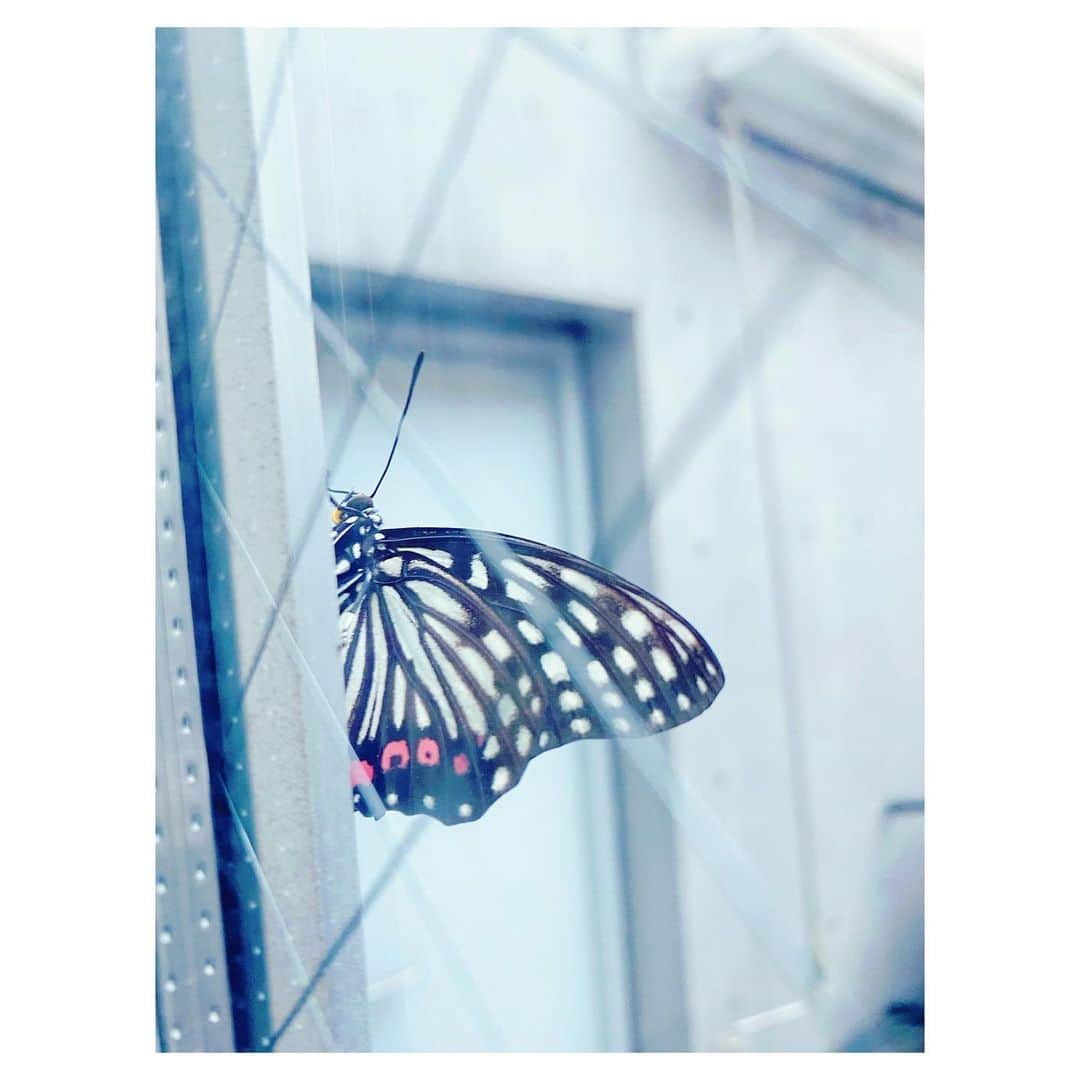 大塚愛さんのインスタグラム写真 - (大塚愛Instagram)「わが家のテラスにいらっしゃい。 気に入ってくれたようでずっといる。  AIO　　#butterfly」10月9日 10時19分 - aiotsuka_official