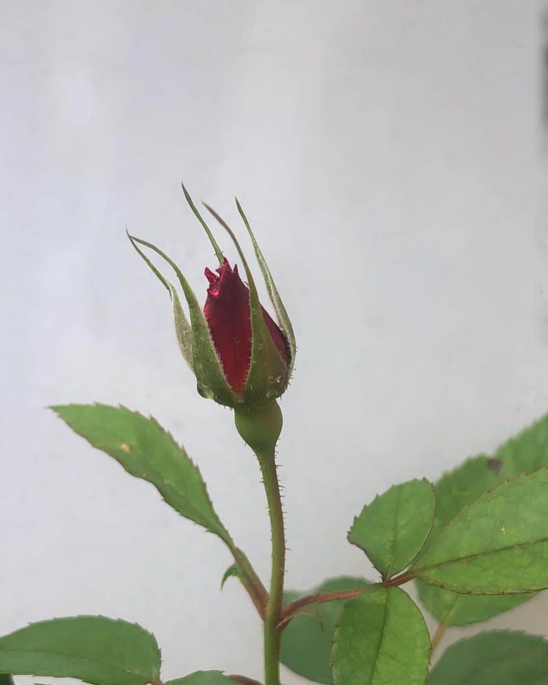 Baekさんのインスタグラム写真 - (BaekInstagram)「和バラの緋色が咲きそう🌱  咲いているのも好きだけど蕾からゆっくり見るのも好き。 今週のつぼみたち🌷🌷🌷」10月9日 15時44分 - baek1030
