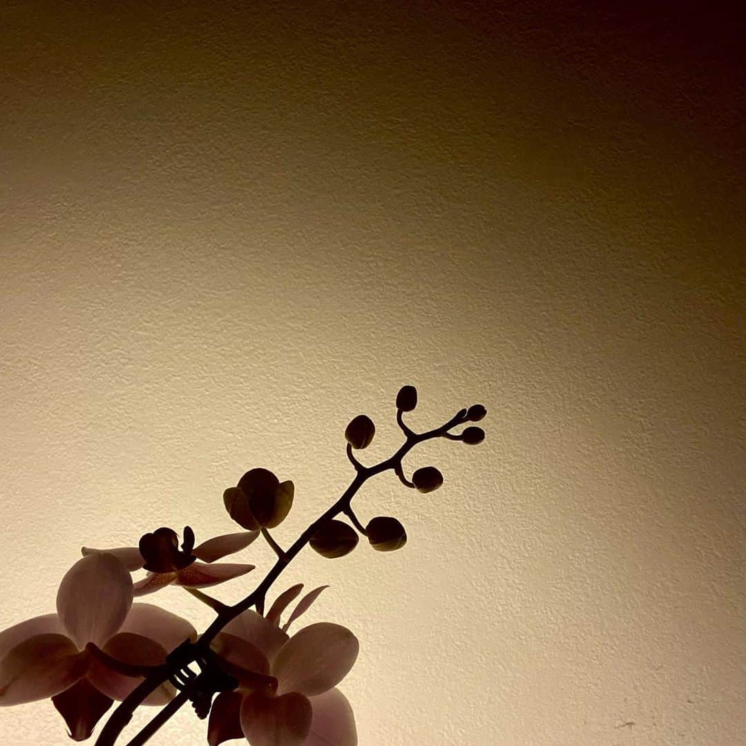 デヴィッド・ランバートのインスタグラム：「I’ll raise this plant as my own」