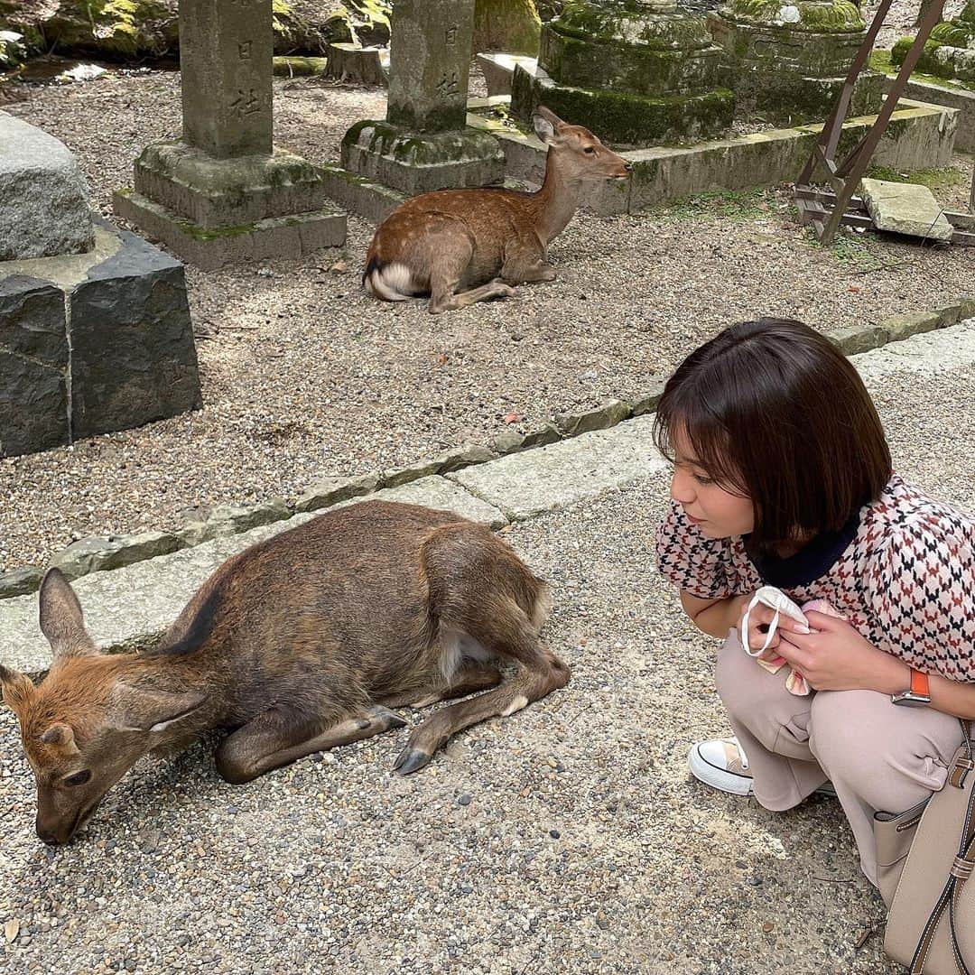 久松かおりさんのインスタグラム写真 - (久松かおりInstagram)「. 家族で奈良に行ってきた🦌🎶 昔に行ったことあるらしいけど 覚えてないから、はじめての奈良！✌️笑 . こんなに近くで鹿見れるのびっくりした！！！ しっかり鹿せんべいもあげた🎶 その動画はカオスすぎるから載せない笑 . 柿の葉寿司美味しかった〜🤤👏 . . #奈良 #奈良公園 #柿の葉寿司 #遊び #公園 #散歩 #followｍe」10月9日 19時03分 - hisamatsu_kaori