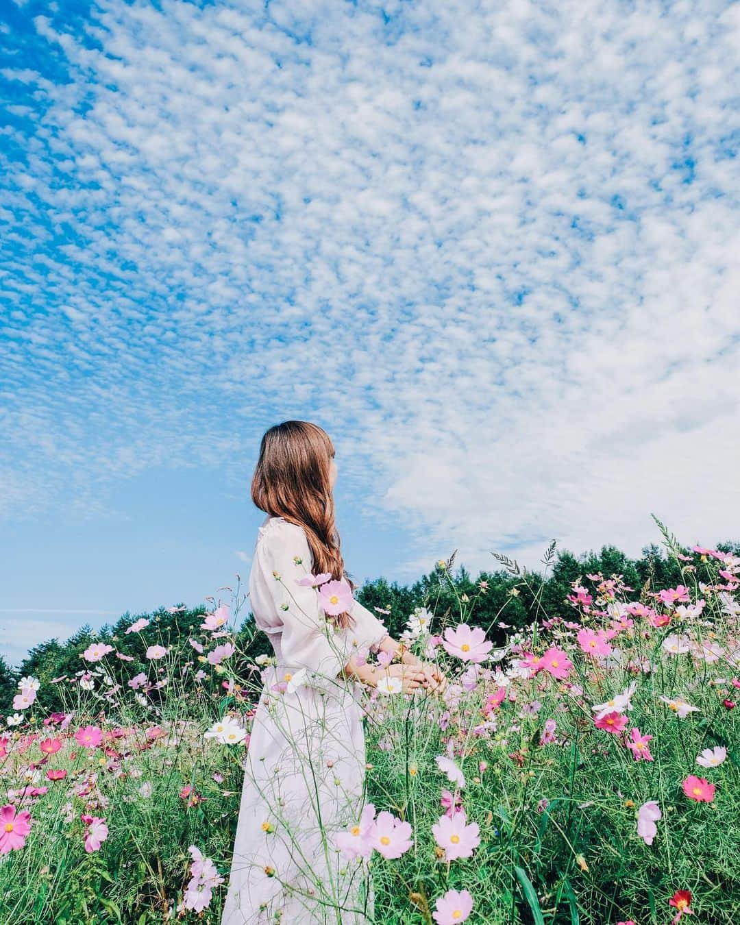 TAKI Modさんのインスタグラム写真 - (TAKI ModInstagram)「. . COSMOS . . . . 【location : Niigata , Japan 】 . . follow☞@team_jp tag ☞#team_jp_ ←最後の_忘れず . . XPRO2 / XF16-55mm . . #portrait#ポートレート  #RECO_ig  #igersjp#IG_phos #写真好きな人と繋がりたい#その瞬間に物語を#スクリーンに恋して#genic_japan  #pasha_magazine @FUJIFILMjp_x  @FUJIFILM_xseries#XF1655#コスモス#COSMOS #fujifilm_xseries#今日もX日和 #VSCO#Instagram#FUJIFILM#xpro2 #xf35mmf14  #indies_gram#good_portraits_world#lovers_nippon#daily_photo_jpn#curbonjp#as_archive #tokyocameraclub #東京カメラ部 #voigtlander」10月9日 20時31分 - taki_318