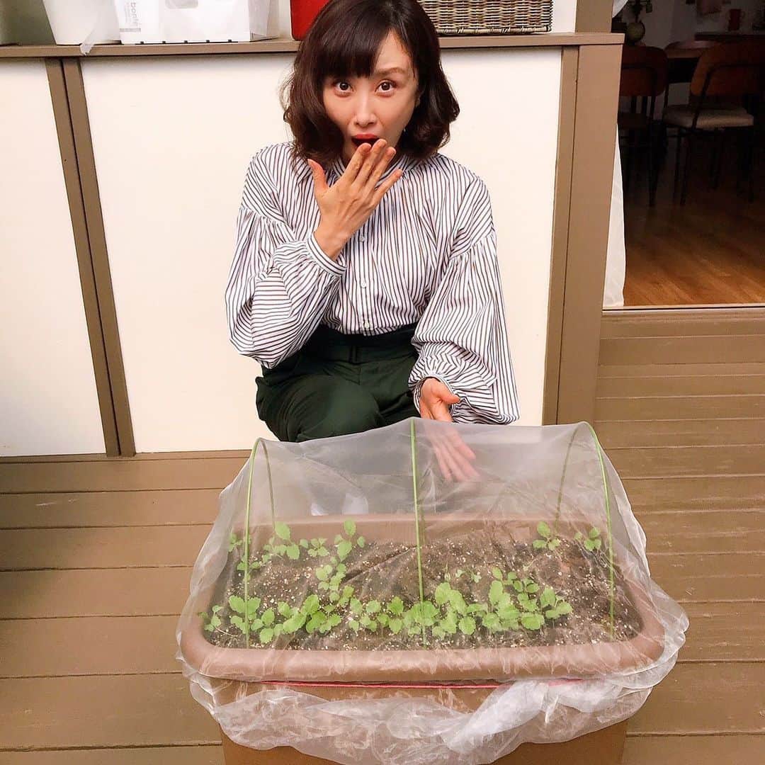 山口もえさんのインスタグラム写真 - (山口もえInstagram)「・  テラスで大事件が😭⁉️ とんでもないことが起こりました💦 大切に育てても失敗はあるんですね😂😭😱  10月10日(日)8:00〜8:25 NHK-E「趣味の園芸 やさいの時間」 もえのプランター菜園「ミニハクサイ」  是非ご覧ください📺  #ガーデニング#やさいの時間 #プランター菜園#TV#家庭菜園 #深町貴子 さん💕」10月9日 21時29分 - moe_yamaguchi0611