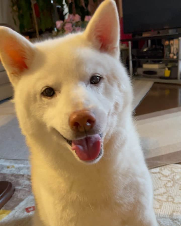 Jacknomamaのインスタグラム：「🐶ボクの晩御飯🍲  芸無しでは貰えない‼︎💦 ごはん🍚ご飯🍚ゴハン🍚  #ママはしつこい #ごはん #もう一度  #白柴ジャック #shibainu  #シニア犬 #13歳 #ちょいわるおやじ  #かまってちゃん」