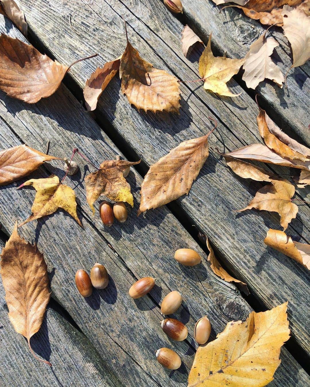 内田恭子さんのインスタグラム写真 - (内田恭子Instagram)「紅葉も空もなにもかもが眩しくて。 ぐんと空を見上げる時間。日常の慌しさを解き放して。頭も心も空っぽにして。ただただ秋のパワーに心がときめく。  #空を見上げて #mindfulness #マインドフルネス #秋 #内田恭子 #kyokouchida」11月7日 20時41分 - kyoko.uchida.official