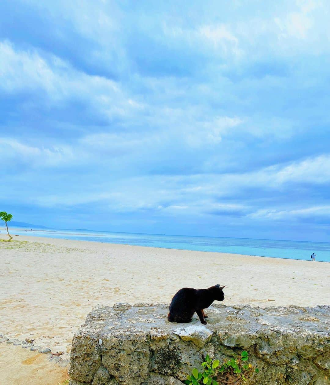 遠藤 玲奈 /endo renaさんのインスタグラム写真 - (遠藤 玲奈 /endo renaInstagram)「うみとくろねこ。  曇りの日☁*° #沖縄#石垣島#沖縄離島#竹富島#きれいな海#海が好き#コンドイビーチ#ねこ#くろねこ」11月7日 21時04分 - r_m.0115