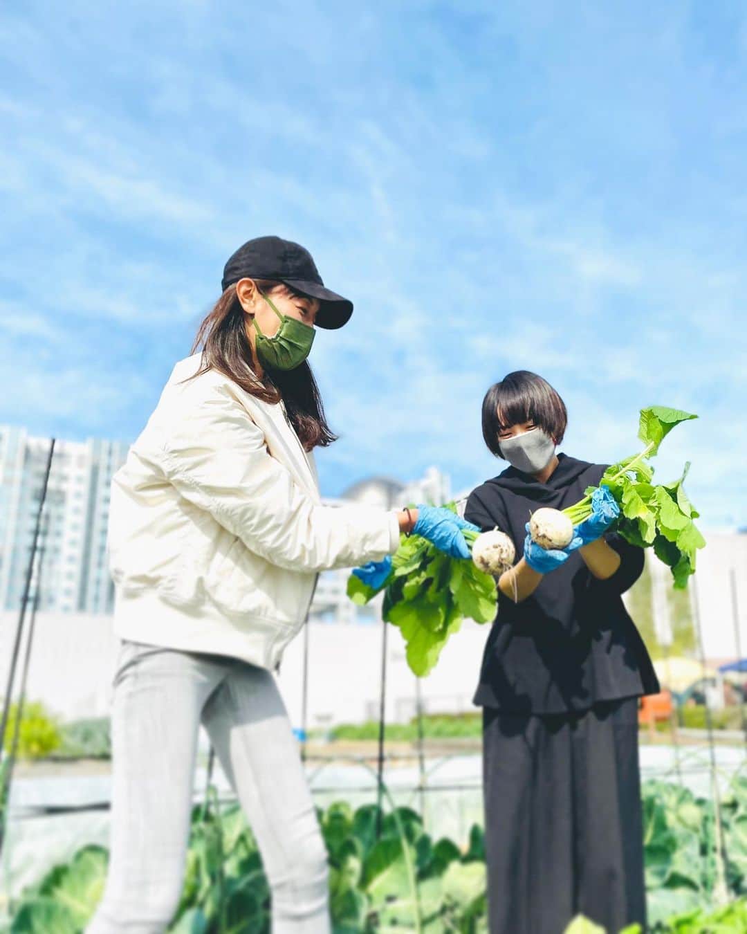 のインスタグラム：「沙織さん畑へ👩‍🌾🌱 連れて行って貰いました〜！  沙織さんの愛情たっぷり大根がすくすく元気に 育っていて私も収穫させて頂きました🌱  カブとピーマンも肌ツヤ良くて立派に育っていてもう テンション上がりすぎて気づいたら万歳しちゃってました。笑  いつか自分で畑をやりたい私に野菜の育て方や詳しい事を丁寧に教えて下さってお話が尽きなくてとても楽しい時間でした🌵  収穫したお野菜を調理したら旨みがぎっしりで美味しくて体に染みました🤤いい朝活だったなぁ☀️  事務所に入った当初からいつも気にかけて下さって成長を見て下さってた沙織さんとこうして趣味を通して話せる日が来て とっても嬉しかったです🌼 #滝沢沙織 さん #祐奈の生活日記」