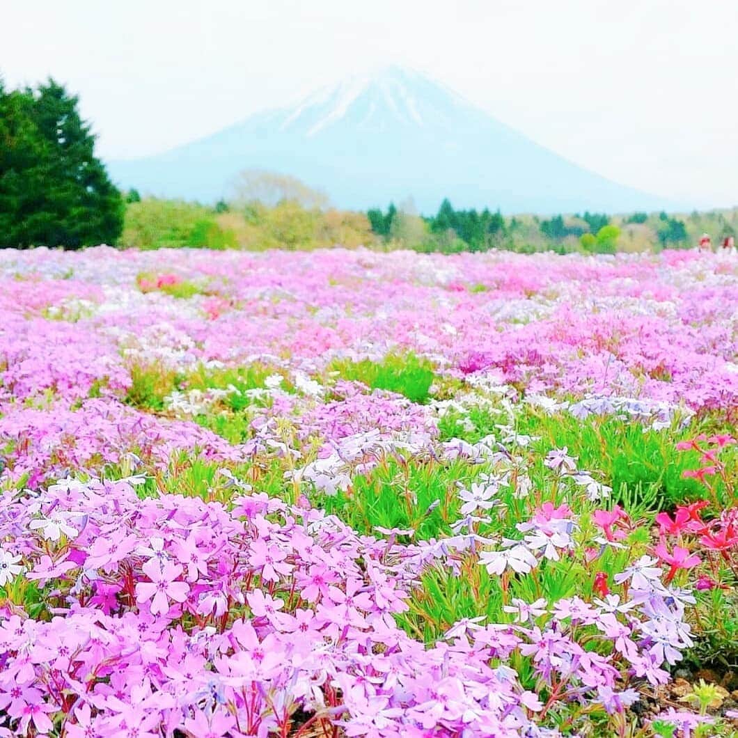 鈴木理香子のインスタグラム：「🗻  前回投稿の富士山繋がりで2018年の🗻🌸  まだ皆さんマスクしていないんですよね😷  来年の春は見に行けるかな？😊🌸  #山梨 #富士山 #芝桜 #富士山 #🗻 #🌸 #鈴木理香子」