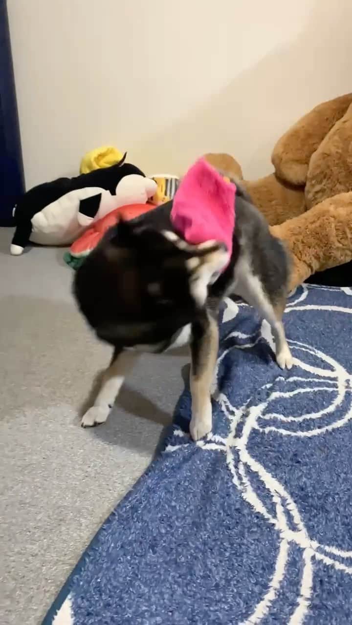 吾子のインスタグラム：「・ ・ ・ ぶんぶんあこわん🐶💕 ・ くつ下🧦大好きワン❤️ ・ ・ ・ acondar2022📆🐶💕発売中です✨ ・  https://acoshiba.stores.jp/ ・ ・ ・ #獲物を仕留める動き #得意ワンよ  #Sapporo ・ 北海道の柴犬 #柴北会 の皆ワン🐶感染対策してお散歩しましょう〜🐕💕 ・ #adorable #instadog#shibainu#dog#instagramjapan#instashiba#kuroshiba #kuroshiba#socute #cutedog#いぬのきもち #黒柴 #dogstagram_japan」