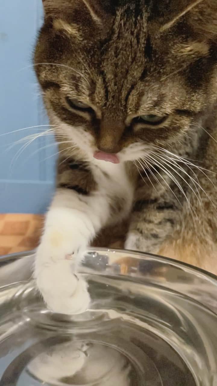 のインスタグラム：「* Slo mo video of Ruby drinking water! ルーのスローモーション動画その2、水飲み！ #元野良猫部 #元野良もカワイイ説普及隊  *」