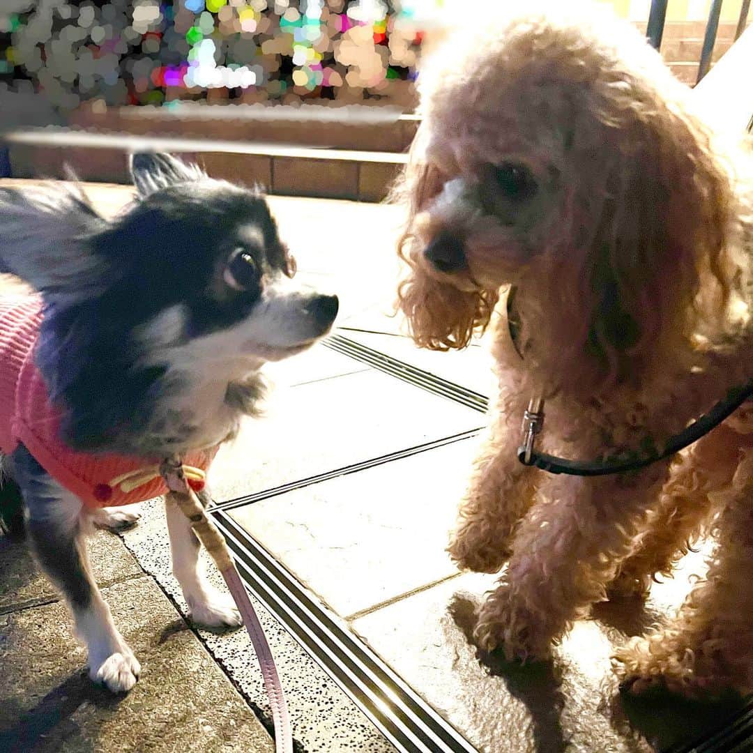 のインスタグラム：「木原さとみさんの みにょんちゃんと一緒にお散歩しました🐶🐶💕 可愛いすぎる〜っ💖 お目目がくりくりでさとみさんみたい！ みにょんちゃんは、犬見知りをするらしいけど(ルーナもw) ルーナが小さいから、 みにょんちゃんから何度かクンクンしてくれました😊 仲良くなれるといいなぁ💕  #木原さとみ　さん #お散歩 #チワワ #chihuahua #トイプードル #toypoodle」