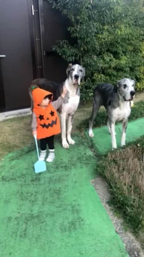 高木万平・心平のインスタグラム：「颯太🍼　綾鷹🐶　Halloween🎃  #颯太 #綾鷹 #halloween  #癒し」
