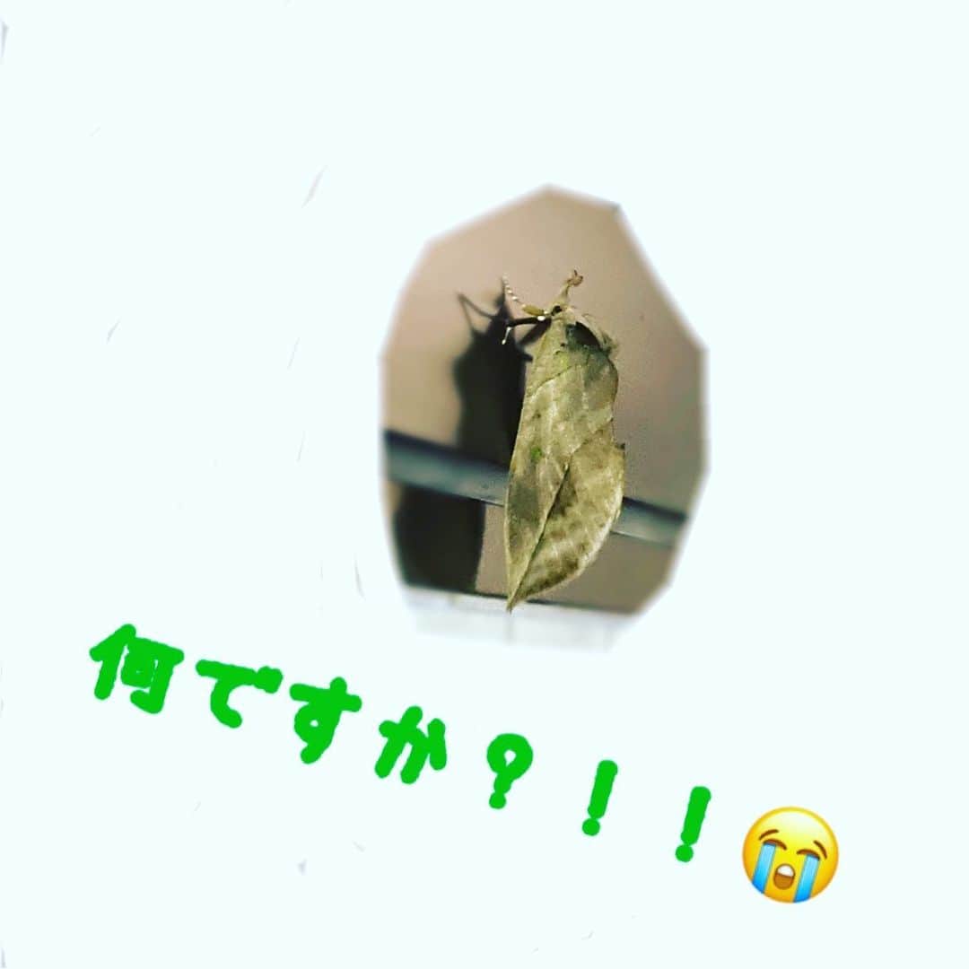 菊池桃子さんのインスタグラム写真 - (菊池桃子Instagram)「*  虫が苦手なかた、お許しください🙇‍♀️💦  家のベランダに、奇妙なお客様が！！  #少し怖い #アケビコノハ らしい #かなり驚く #泣く😭」11月4日 19時15分 - momoko_kikuchi_official