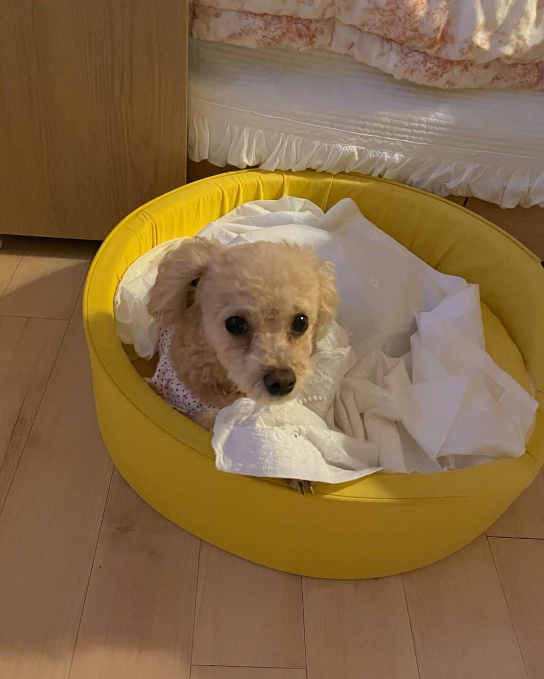 チン・イェソルのインスタグラム：「너 요즘 왜케 귀엽니💛💛💛💛💛💛💛💛💛💛💛💛💛💛💛 #뽀또야 !!!!!!!」
