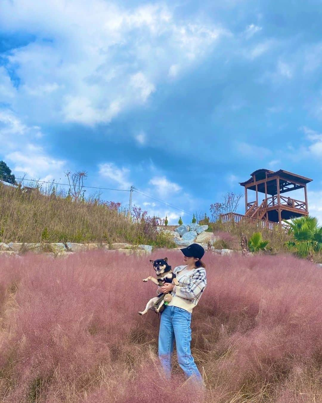 真間玲奈さんのインスタグラム写真 - (真間玲奈Instagram)「暴れるイッヌと私と핑크뮬리💗🌾　  #핑크뮬리#강릉여행#시바견」11月4日 21時29分 - remachan