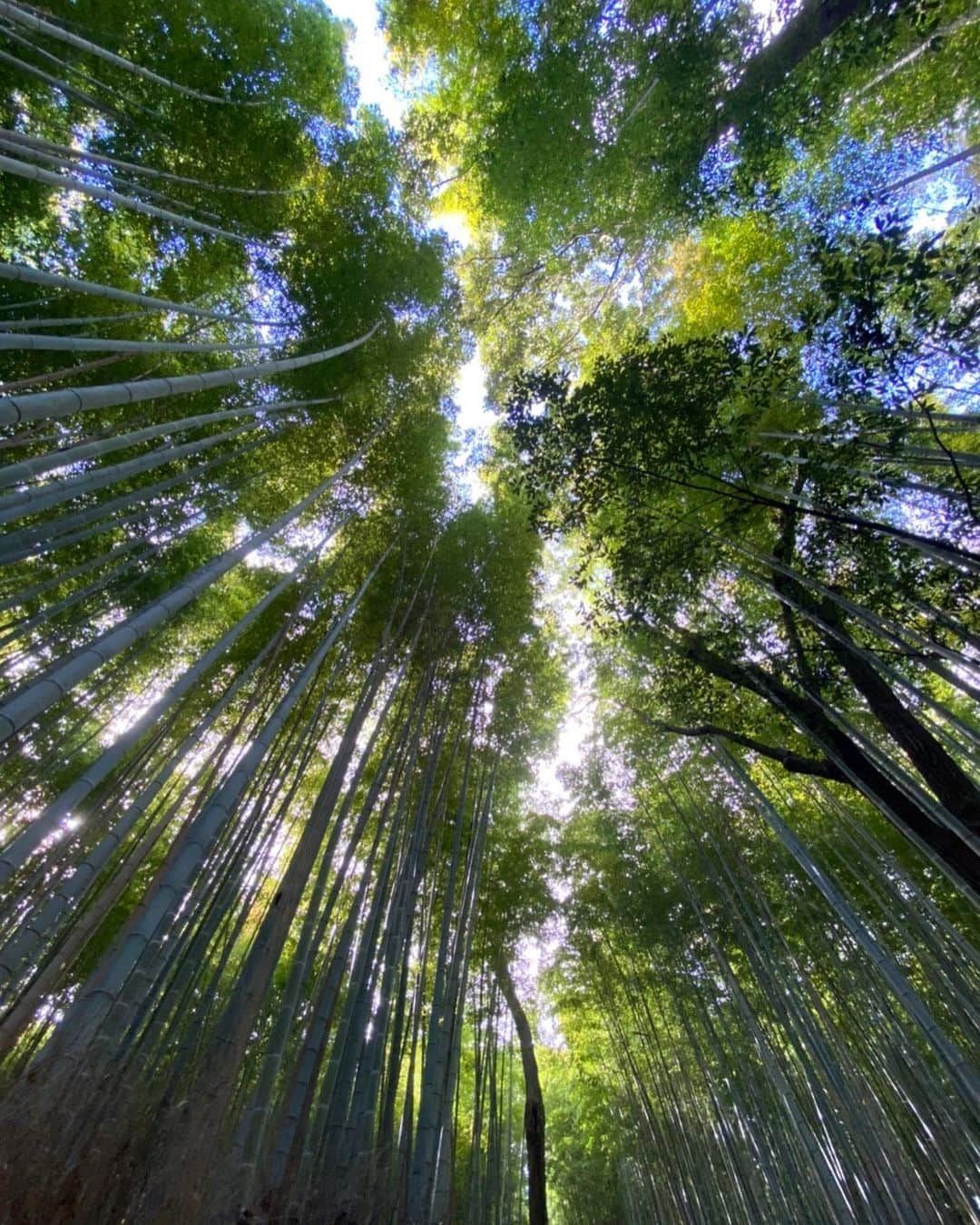 吉田有希さんのインスタグラム写真 - (吉田有希Instagram)「🥺⛩🌿🍁 #japan #kyoto #arashiyama #bambooforest #京都  #渡月橋 #天龍寺」11月4日 21時35分 - yuuki329_h