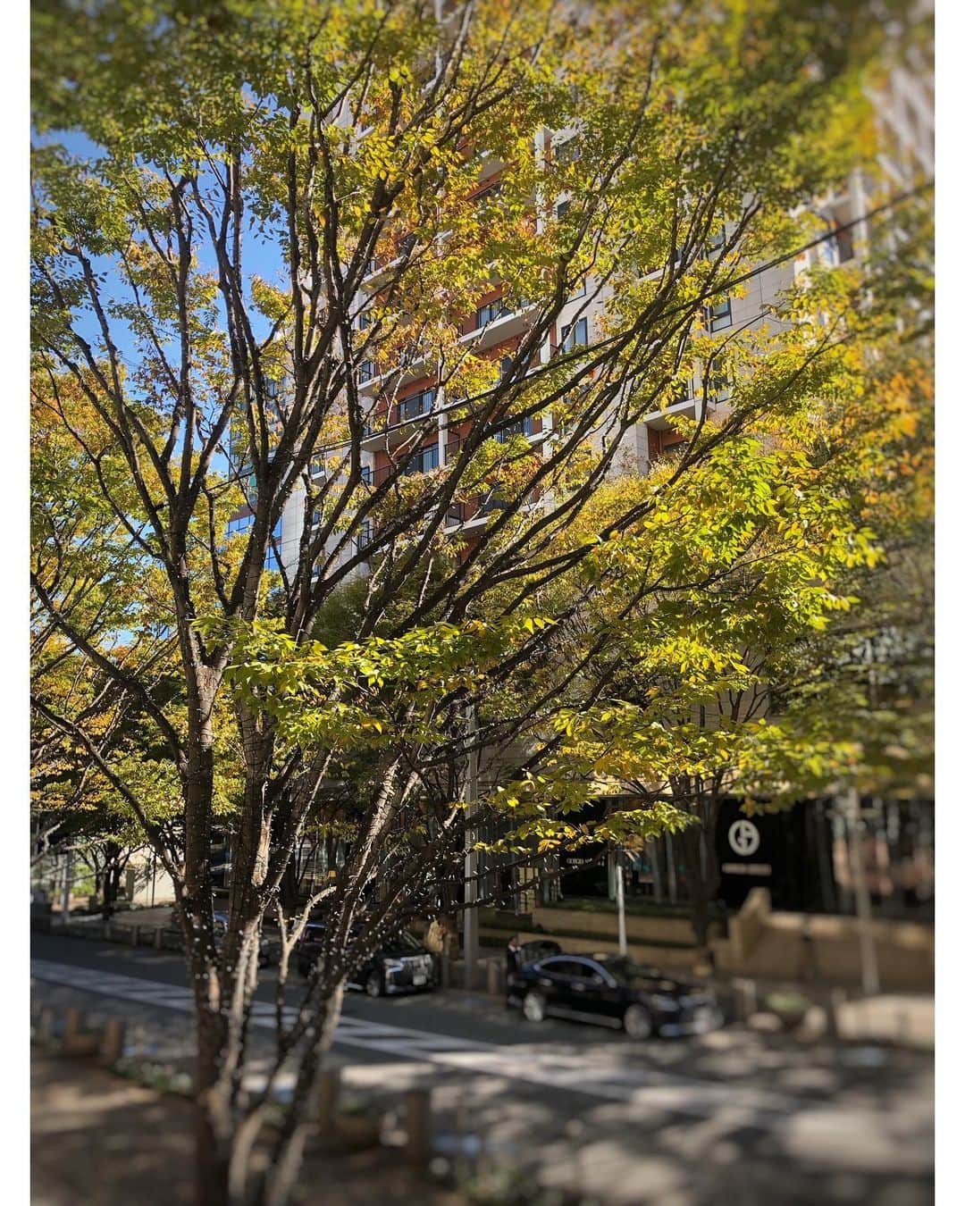林美沙希さんのインスタグラム写真 - (林美沙希Instagram)「. そろそろイルミネーションの 季節が始まりますね。 けやき坂の木々は、 準備万端、待機しています🌲  #けやき坂 #紅葉 #冬の準備」11月5日 14時30分 - misaki0hayashi