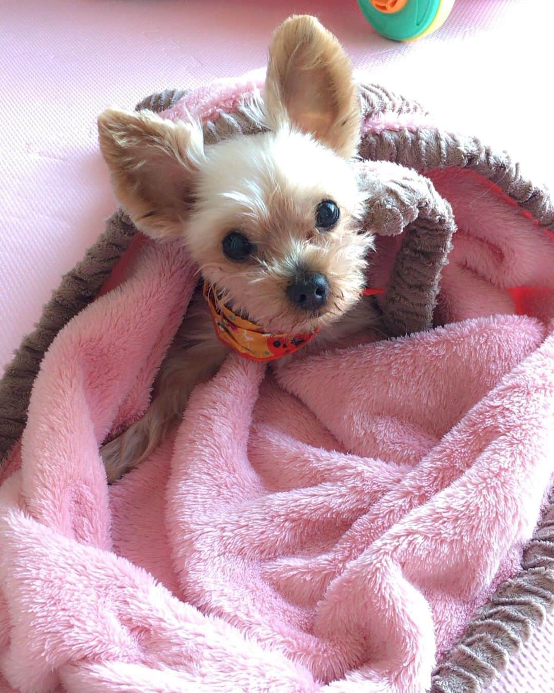 上原さくらのインスタグラム：「我が家のアイドル「ラヴちゃん」を産んでくれたベル。 13歳になったばかりです。 いわゆるシニア犬だけれど、私の中ではずーっとちびっ子ベルです。笑 #愛犬 #ヨークシャテリア #ヨーキー #いぬすたぐらむ #dog #シニア犬 #愛犬家 #いぬばか部 #多頭飼い」