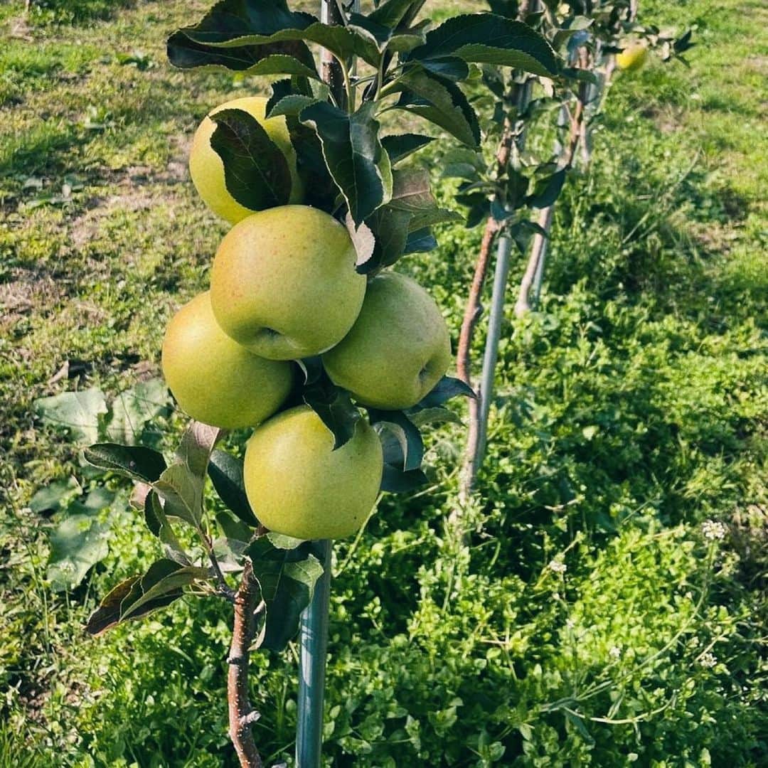 王林さんのインスタグラム写真 - (王林Instagram)「#りんごの日  今日は11月5日「いいりんごの日」です🍏🍎 最後の写真は高密植栽培っていう新しいりんごの育て方にチャレンジして1年目の王林だよ☺️ 1年目からこんなに立派に育つなんてすごい！！ 今日という日が皆さんの生活の中でりんごになんらかの形で触れ合える日でありますように💭☺︎ そして、全りんご農家さん、今年も立派なりんごを育ててくれてありがとうございます🧚💞  #1105 #11月5日 #いいりんごの日 #りんご #青森 #青森りんご #王林 #apple #aomori #りんご農家 #スマイルファーム #農業活性化アイドル」11月5日 14時51分 - ourin_ringoooo