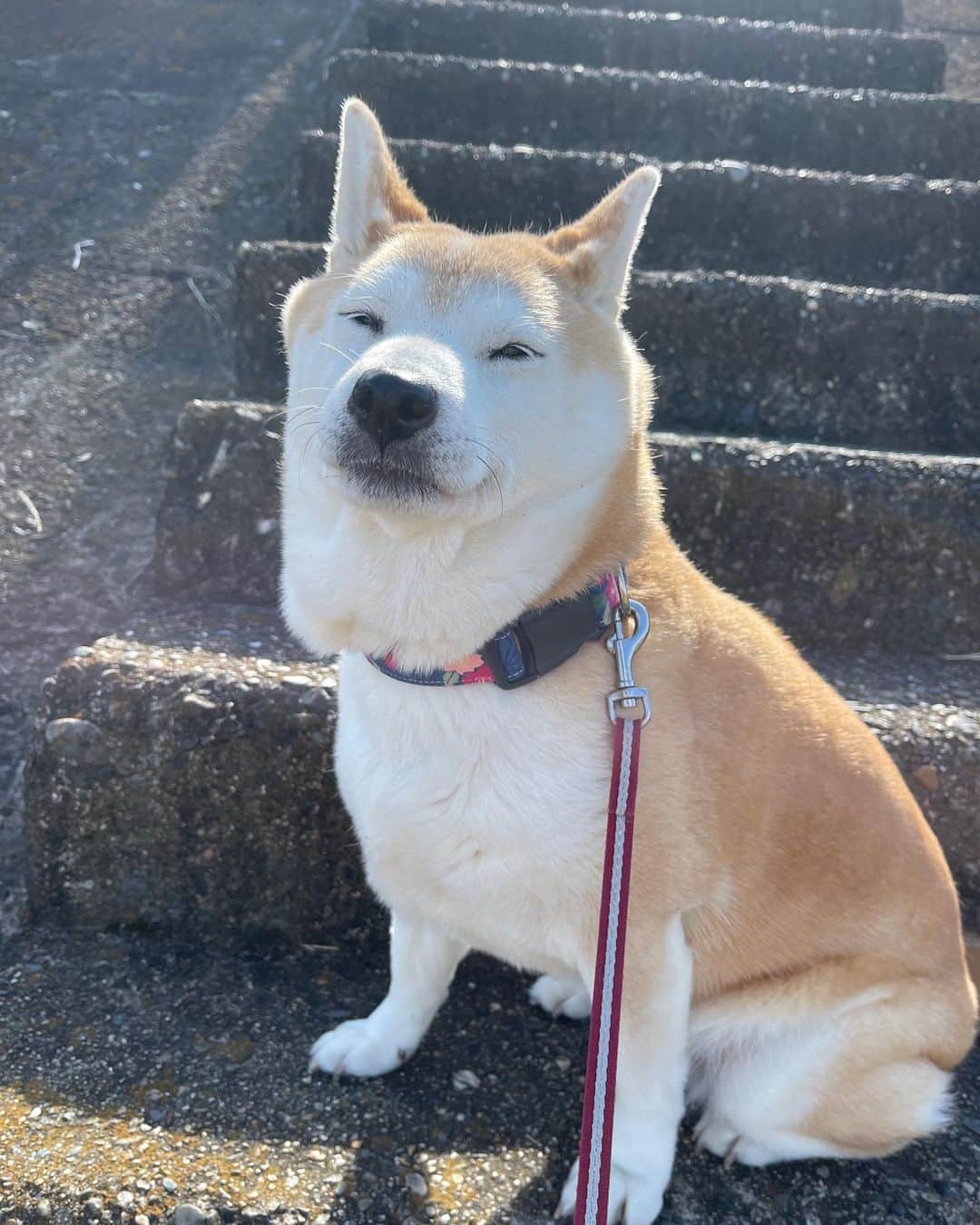 のインスタグラム：「朝んぽ、ゆったりとお散歩できるようになってきました♪  嫌いな音はしなくなったみたい😉  Konatsu’s morning walk. She was able to relax and have a nice stroll today. That sound she hates so much has disappeared!」