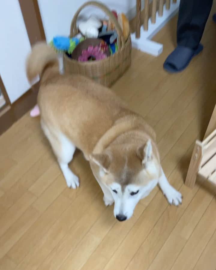 のインスタグラム：「父さんお帰り〜  今日のお帰りはテンション高かったね😁  散髪して帰宅したのでジョギングはお休みです。  Daddy’s home!  Konatsu was so excited when he came home today. He went to the barber shop on the way, so he skipped his jogging.」