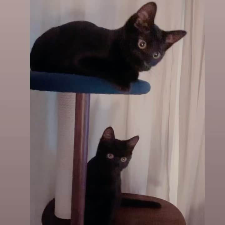 飯島望未のインスタグラム：「二度見までシンクロ。  #ツキとヨル #月夜」