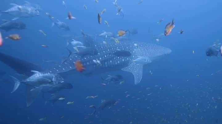 Laila Boonyasakのインスタグラム：「ในที่สุดเราก็ได้พบกัน 😭🌊🤍😊 @diveteam_th @issue_prince」