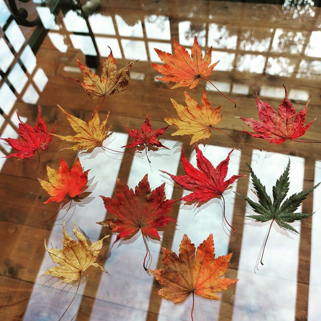 岩山立子さんのインスタグラム写真 - (岩山立子Instagram)「How many colors do the leaves have😌? Japanese #maple 🍁✨ #autumuncolors #autumnsky」11月6日 12時28分 - jazzestme