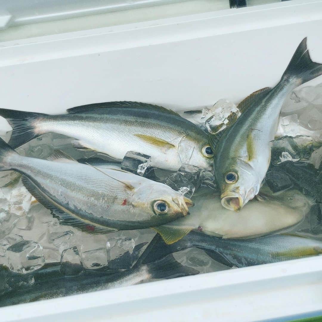 真奈さんのインスタグラム写真 - (真奈Instagram)「西伊豆、仁科港から龍海丸で 釣りに行ってきました〜！！！  釣れる釣れる…… 釣れすぎました……🐟  とっても楽しかった〜！！  釣った魚をサンセットコインに替えて お土産買ったりご飯食べたりも できましたよ🥺🐟  女の子1人でも安心安全で 楽しめました😭最高😭  動画をお楽しみに！！  #Oceanproject #西伊豆　#仁科港 #龍海丸　#イシグロ　 #tsulino #静岡東部ラバープロジェクト」11月6日 13時06分 - manatmnt0116