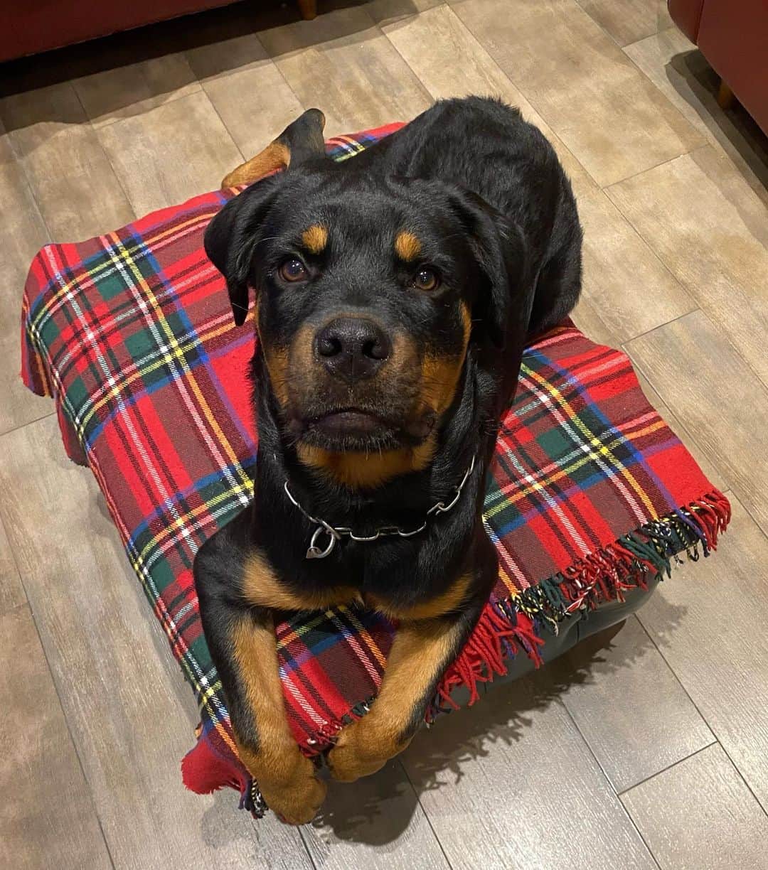 ヴァレンティナ・アリゲッティのインスタグラム：「Tu mi incanti…. #sonofigomarestoumile #verolord #therainbowflock #solofigaccioni #marchesatokennel #rottweiler」