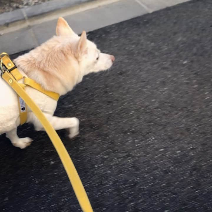 パンといっぴきのインスタグラム：「おはようございます✨  #元保護犬 #雑種犬 #crossbreed #mixdog #キップル15歳」