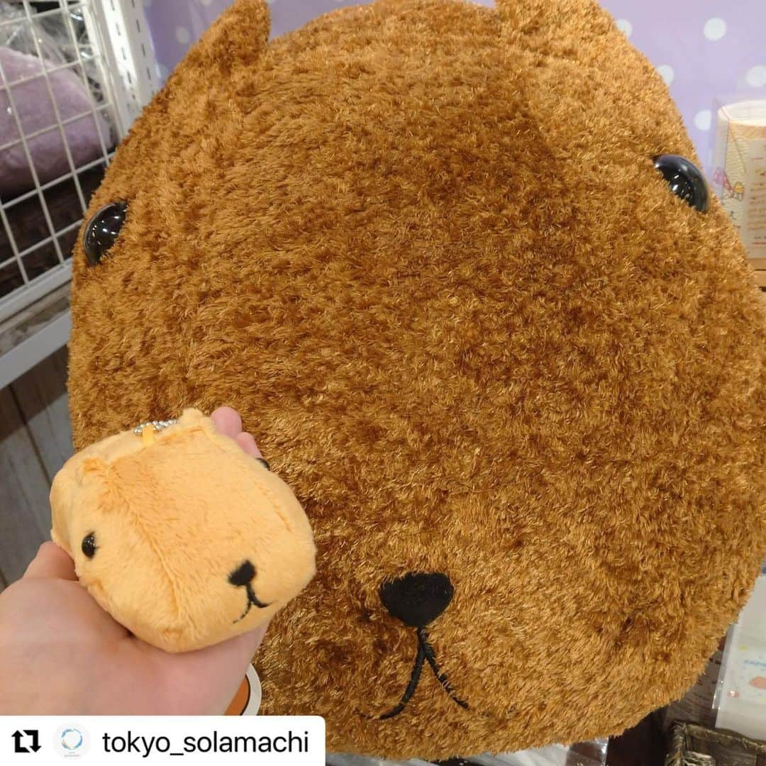 カピバラさんさんのインスタグラム写真 - (カピバラさんInstagram)「#Repost @tokyo_solamachi  ・・・ . ＜期間限定のカピバラさんに出会えるチャンス✨＞  カピバラさんの期間限定ショップが 今年もソラマチに登場！  「マジカル"キュ"リスマス」を テーマにした店舗で、 カピバラさんがあなたに魔法をかけてくれるかも…？！  この秋冬の新商品や、 催事限定品の販売もあります！😉  詳しくは公式HPをご確認ください。  ■場所 3F 6番地 ■期間 2021年11月3日（水・祝）～11月23日（火・祝）」11月6日 10時54分 - kapibarasan.official