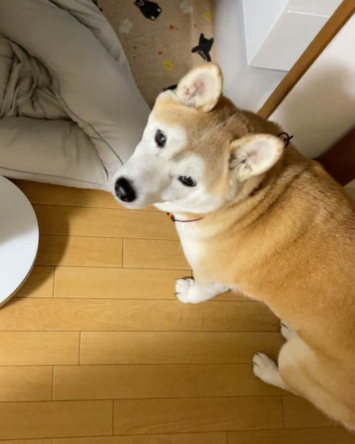 のインスタグラム：「ベッドメイキングをお願いされました😆  こなつ　「母さんありがと〜」  Konatsu: “Can you make my bed, please?”  “Thanks mom!”」