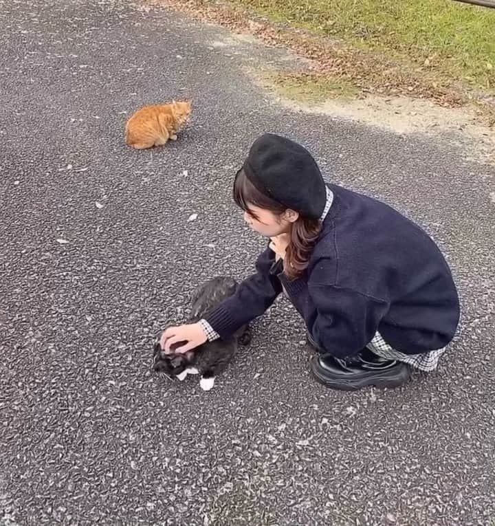 神田萌衣のインスタグラム：「お散歩してたら野良猫ちゃんに癒されました🤤❤︎ 茶色の子も徐々に近づいて来てくれてるの(一定の距離は何がなんでも保つ子🐈)笑 黒猫ちゃんは🐈‍⬛すぐに心開いてくれてた🥲❤︎ 動画には映ってないんやけどこの後もう一匹近寄ってきてくれてかわいすぎた🐈‍⬛🐈🐈‍⬛❤︎」