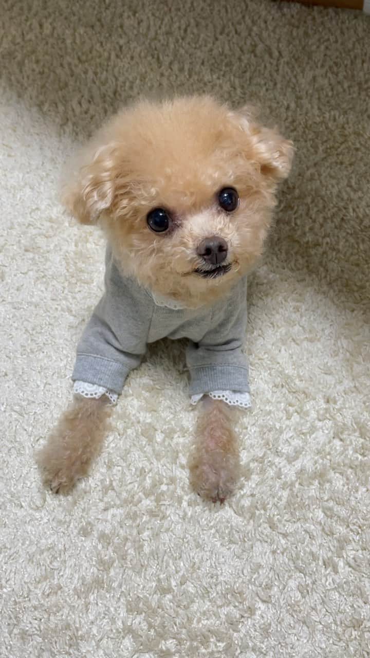 ふわのインスタグラム：「#toypoodle#toypoodlegram#dogsofinstagram#instadog#doglover#doglife#dog#fuwamama#ふわもこのふわ#ふわ#トイプードル#ふわもこ部#犬バカ部#犬のいる暮らし#いぬすたぐらむ#呼んだのに#行っちゃった」