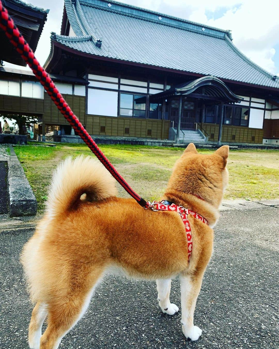 広川ひかるさんのインスタグラム写真 - (広川ひかるInstagram)「ワンコ連れで新潟へお墓参り 昨年と同じ紅葉の時期に同じ温泉旅館に泊まったら昨年より更に居心地が良かった♨️ 企業努力が素晴らしい良いお宿です 母は遠いから中々行けないといつもコレが最後の墓参りと言う気持ちのようですが鮎釣り遠征で長距離運転に慣れてるので新潟ならまた行けます🚙 しかも鮎釣りに行く川と近いんだ🎶 、 #hikaruhirokawa  #お墓参り #愛犬と旅行  #新潟県」11月7日 16時40分 - hikaru_hirokawa