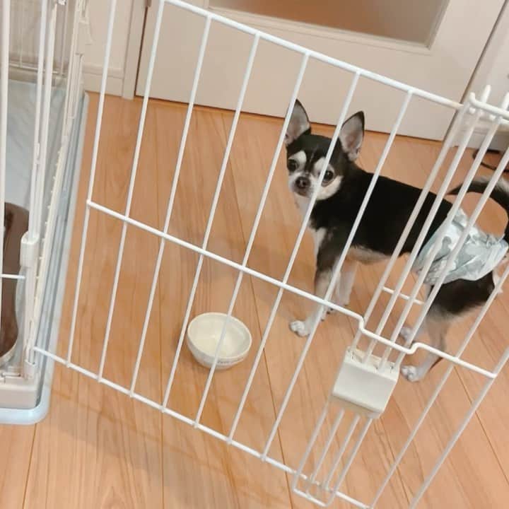 薄井美樹のインスタグラム：「． 夜中の3時なのに🥺🥺 可愛くてあげたくなっちゃう💦」