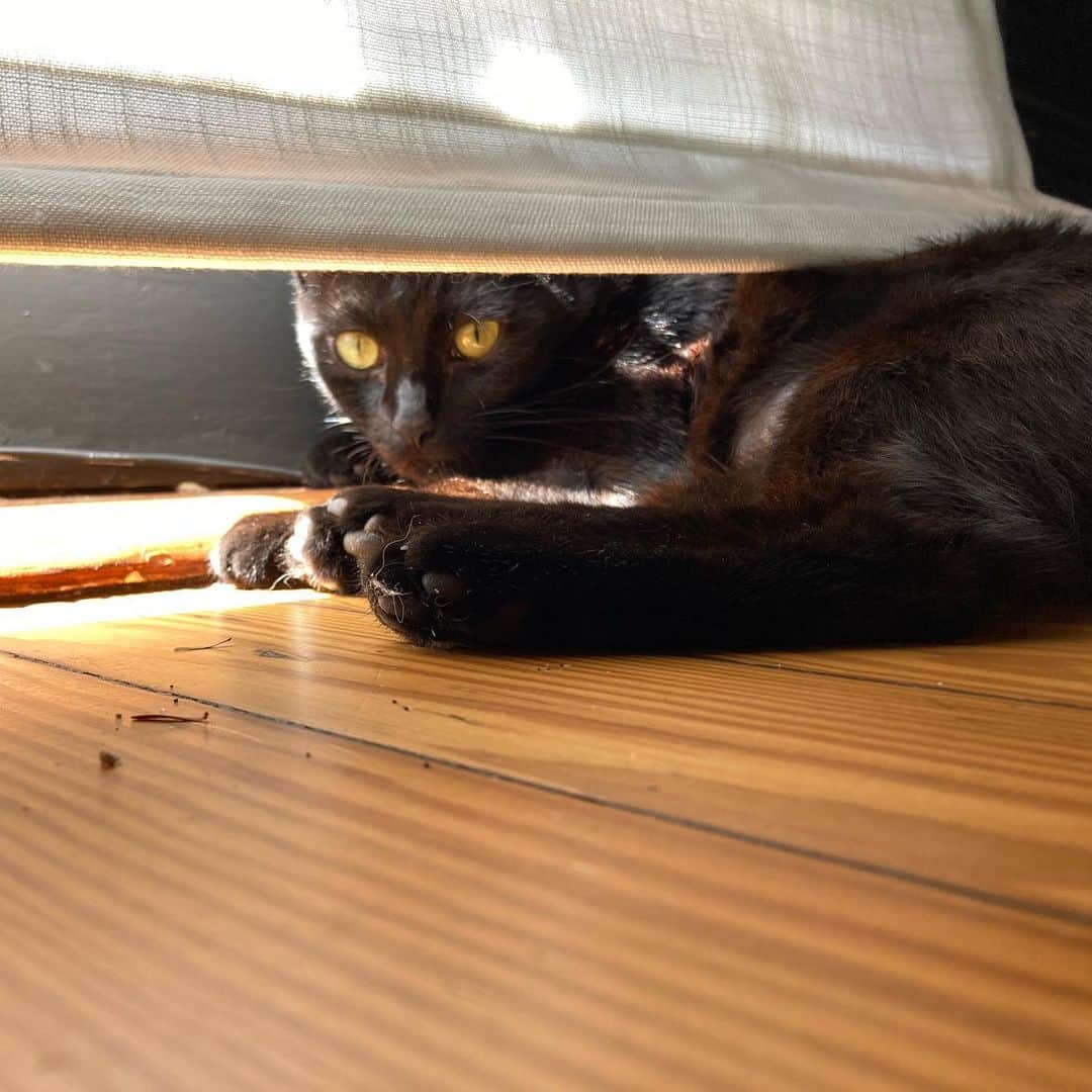 Samさんのインスタグラム写真 - (SamInstagram)「Remember that lil lady I posted about a month ago? She’s still super sweet and STILL looking for a home! Some of her stats: -1.5yo female -tipped -fixed -chipped -vaccinated -flea protected -litter trained  She really likes humans, especially women, but she’s still not so sure of other animals. With a little time, she may come around because she is HIGHLY food motivated. She would do well in a home that doesn’t have any other animals (or at least very nice, submissive animals) and with a family who would encourage her to play. We believe that, like Sam, she was abandoned so we’re looking to find a FOREVER home for her with people prepared for a sweet girl. We are willing to bring her anywhere in the US for someone who will love her! If you are interested, please send a message and if you’re unable to take her, please do us a favor and SHARE SHARE SHARE!」10月15日 0時52分 - samhaseyebrows