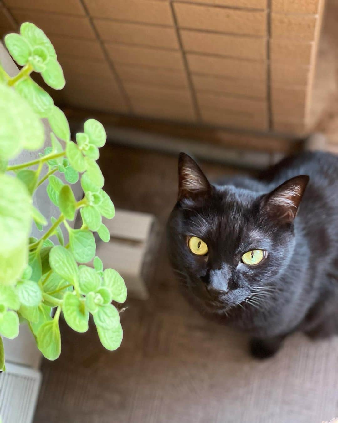 猫沢エミさんのインスタグラム写真 - (猫沢エミInstagram)「日が落ちるのが早くなってきたので、今日は少し早めに喫茶 たそがれへ。  店長、グッドアフタヌーン。  🐈‍⬛　おやおや、今日はご挨拶がハイカラですね。  だって……この時間って〝こんにちは〟でも〝こんばんは〟でもないんですもの。日本語にはちょうどいい挨拶がないですよね。  🐈‍⬛　フム……そう言われれば確かに。〝こんばちは〟ってあったらいいですね。  こんばちは……なんだか可愛らしくていいですね。  🐈‍⬛　今日は折峰ベーカーズのくまパンがございますよ。エミさん、明日検査でしょう？　ゆぴ吉くんが教えてくれました。ふわふわのこれなら食べられるでしょう。　  まぁ、お気遣いありがとうございます。ぜひいただきます。  🐈‍⬛　今日の夕陽もきれいですね。たそがれるにはぴったりのグッドアフタヌーンですよ。  #喫茶たそがれ　#黒猫店長🐈‍⬛　#猫沢銘品」10月14日 16時59分 - necozawaemi