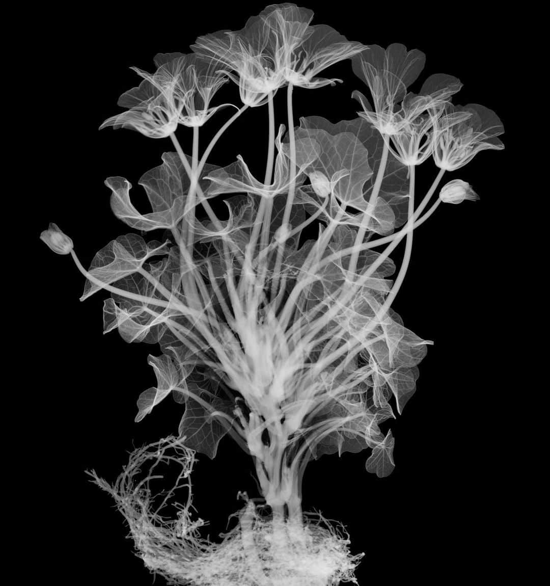 東信さんのインスタグラム写真 - (東信Instagram)「X-ray Flowers #amkk #amkkproject #makotoazuma #azumamakoto #東信花樹研究所 #東信 #jardinsdesfleurs #shiinokishunsuke #flowerart #flower #flowers」10月14日 19時45分 - azumamakoto