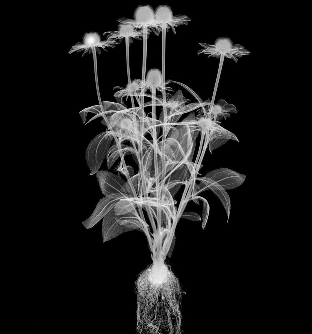 東信さんのインスタグラム写真 - (東信Instagram)「X-ray Flowers #amkk #amkkproject #makotoazuma #azumamakoto #東信花樹研究所 #東信 #jardinsdesfleurs #shiinokishunsuke #flowerart #flower #flowers」10月14日 19時45分 - azumamakoto