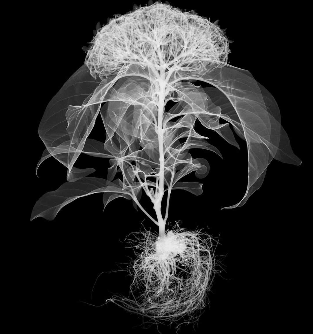 東信のインスタグラム：「X-ray Flowers #amkk #amkkproject #makotoazuma #azumamakoto #東信花樹研究所 #東信 #jardinsdesfleurs #shiinokishunsuke #flowerart #flower #flowers」