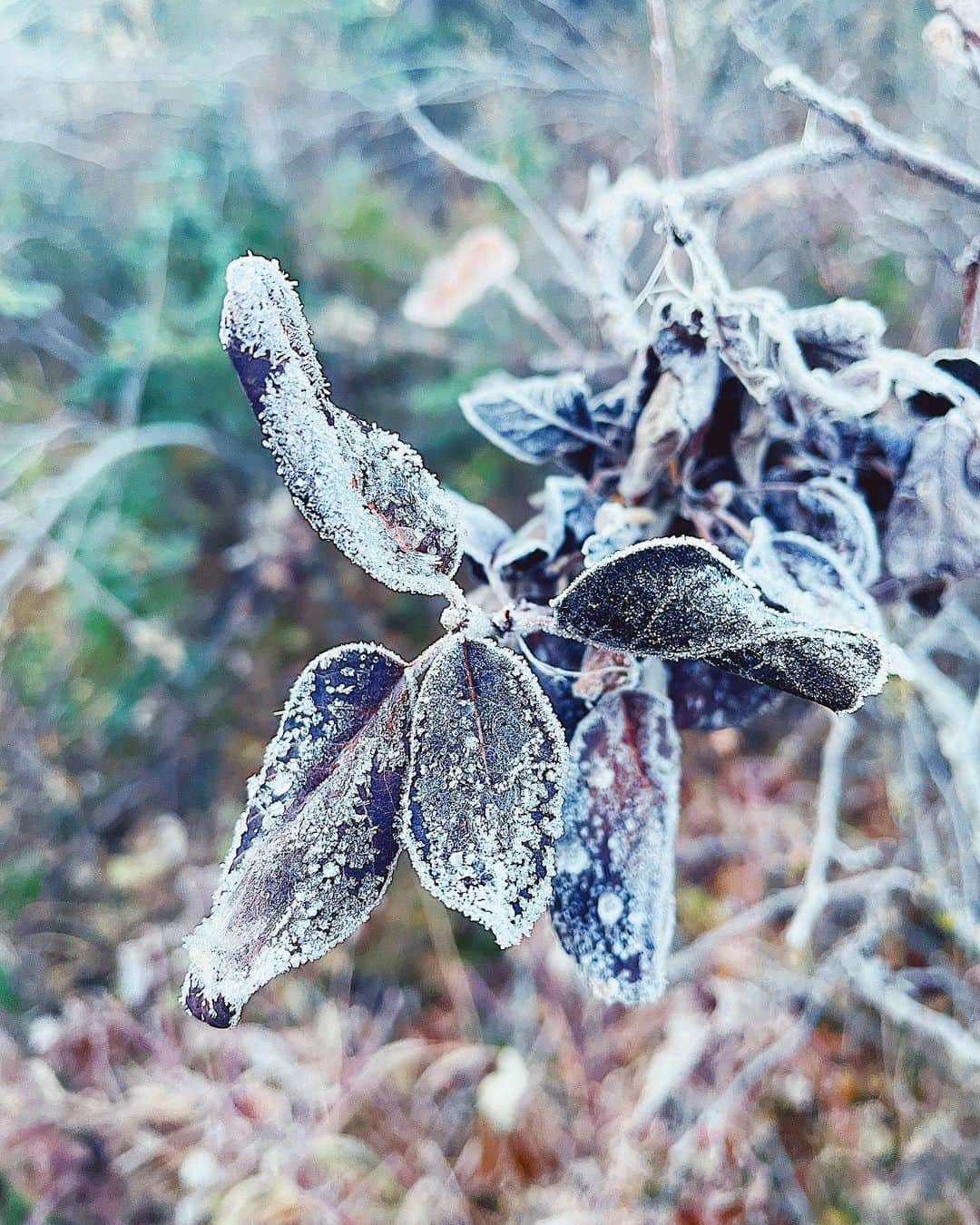 吉田知那美さんのインスタグラム写真 - (吉田知那美Instagram)「・ Frozen everything this morning 🦬🪵🍁🍂 トレイルルートの植物たちがしばれていました。かちこち。 冬はやっぱしさびぃなぁ。 ・ #Calgary #Winter #curling #mizuno #ミズノ #ライオン」10月15日 1時39分 - chinami1991