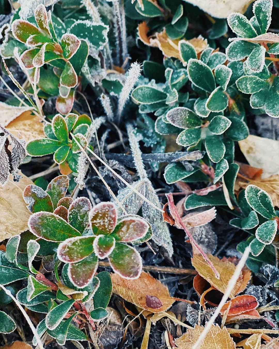 吉田知那美さんのインスタグラム写真 - (吉田知那美Instagram)「・ Frozen everything this morning 🦬🪵🍁🍂 トレイルルートの植物たちがしばれていました。かちこち。 冬はやっぱしさびぃなぁ。 ・ #Calgary #Winter #curling #mizuno #ミズノ #ライオン」10月15日 1時39分 - chinami1991