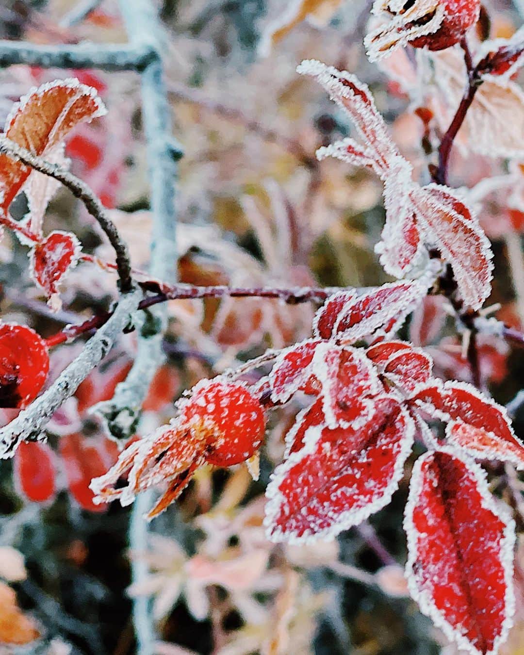 吉田知那美さんのインスタグラム写真 - (吉田知那美Instagram)「・ Frozen everything this morning 🦬🪵🍁🍂 トレイルルートの植物たちがしばれていました。かちこち。 冬はやっぱしさびぃなぁ。 ・ #Calgary #Winter #curling #mizuno #ミズノ #ライオン」10月15日 1時39分 - chinami1991