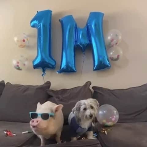 Hamletのインスタグラム：「A little 🐦 told me that @NationwidePet insured one million pets, woop woop! 🐽🎉 They're doing a giveaway to celebrate, and all you have to do is follow them and join the digital parade by posting a picture of your best pals using #1MPetsTogetherPromo to enter. #NationwidePartner」