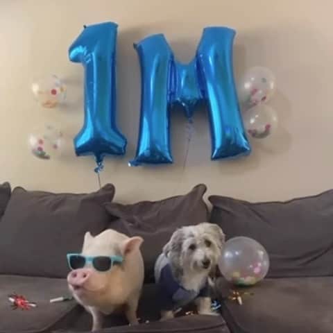 のインスタグラム：「A little 🐦 told me that @NationwidePet insured one million pets, woop woop! 🐽🎉 They're doing a giveaway to celebrate, and all you have to do is follow them and join the digital parade by posting a picture of your best pals using #1MPetsTogetherPromo to enter. #NationwidePartner」